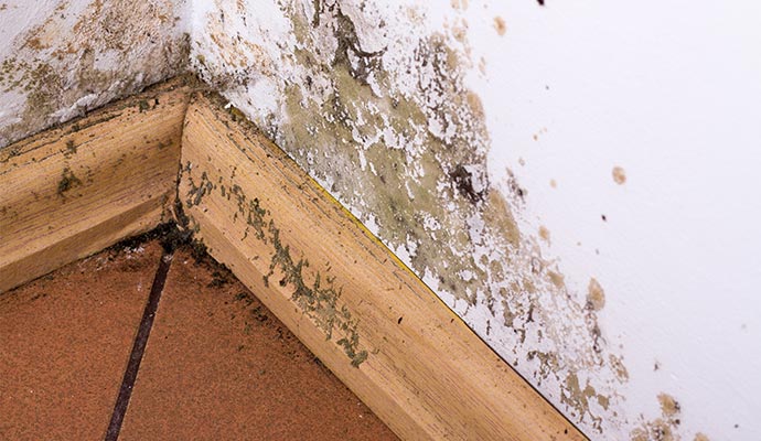 mold and moisture buildup on corner wall of a house