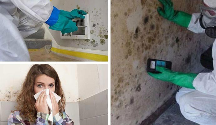 mold inspection cleaning allergy